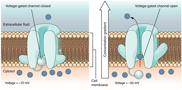 Voltage-gated channels