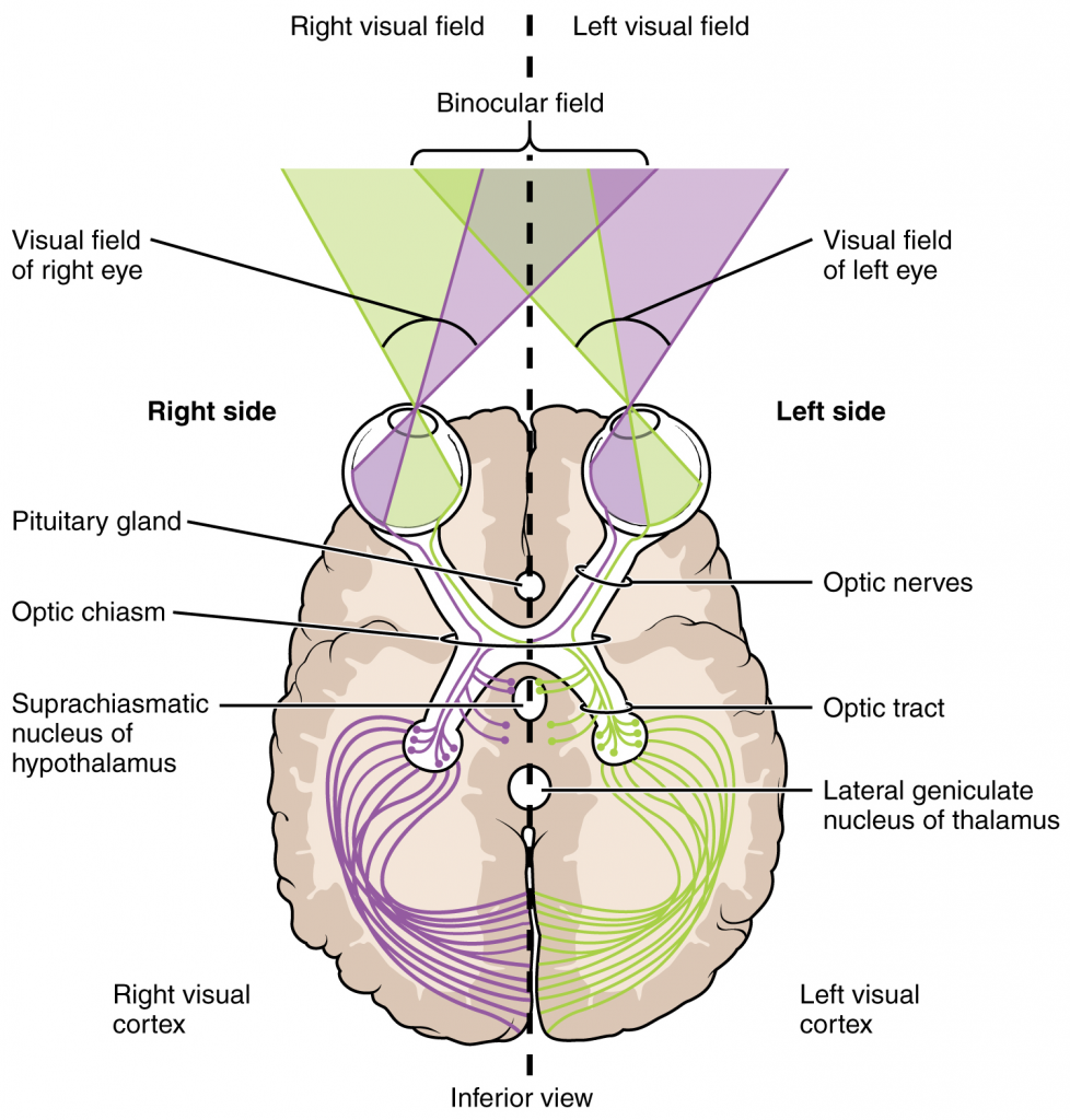 Segregation of visual field information at the optic chiasm.