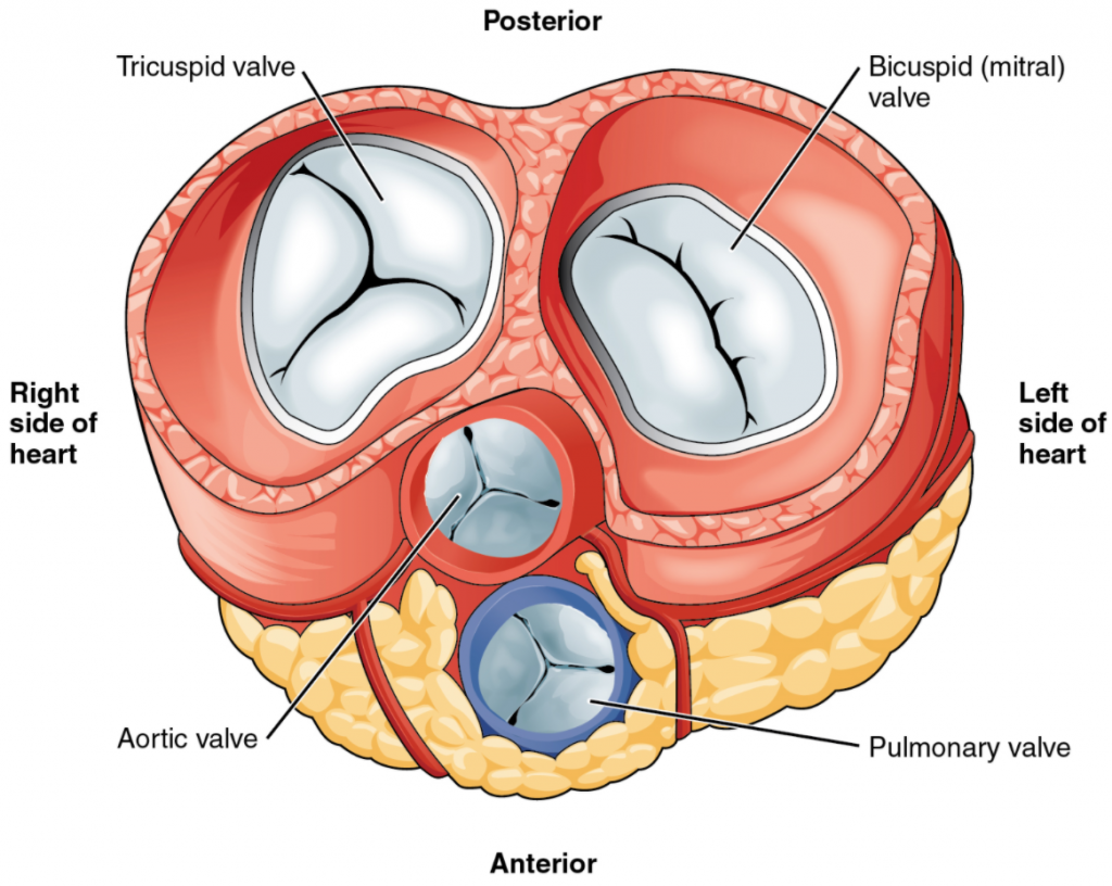 Diagram that shows valves of heart