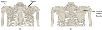Pectoral girdle