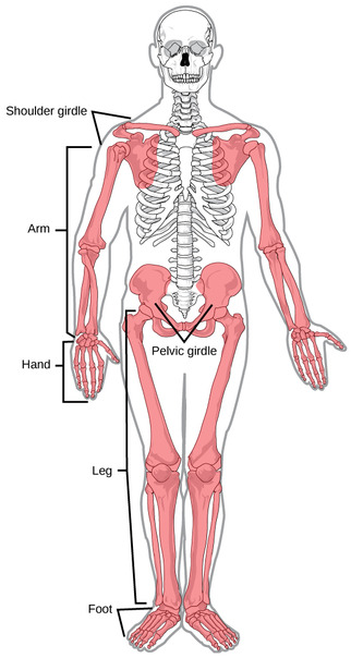 Appendicular skeleton