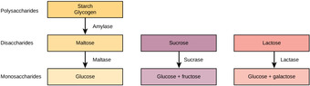 Digestion of carbohydrates