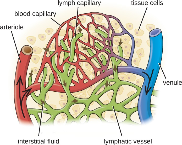 Blood enters the capillaries from an arteriole (red) and leaves through venules (blue). Interstitial fluids may drain into the lymph capillaries (green) and proceed to lymph nodes.