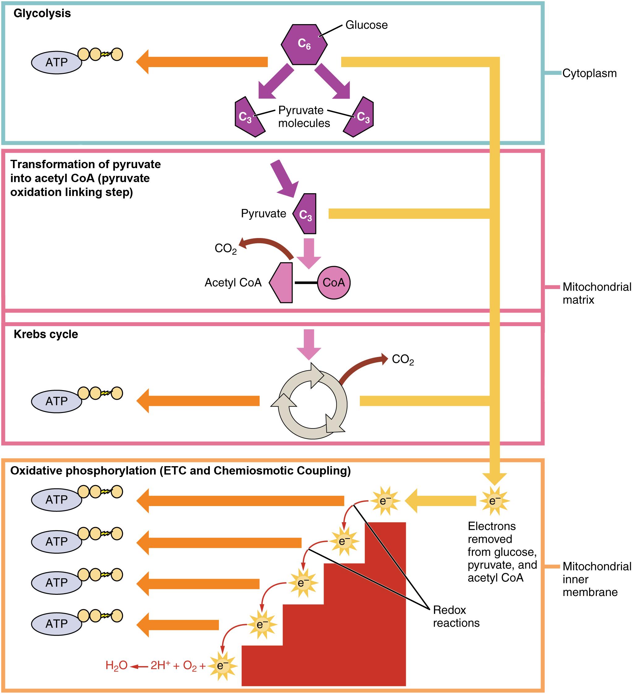This figure shows the different pathways of cellular respiration. The pathways shown are glycolysis, the pyruvic acid cycle, the Krebs cycle, and oxidative phosphorylation.