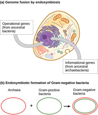 Endosymbiosis in eukaryotes