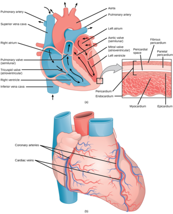 Human Heart
