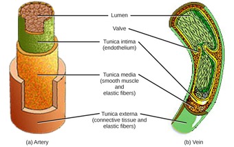 Blood vessel layers