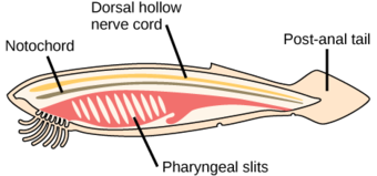 Defining characteristics of chordates