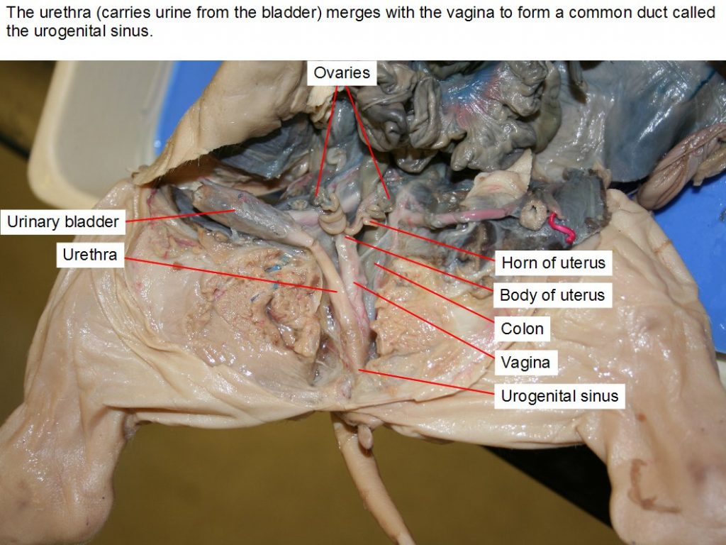 Colon, body of uterus, horn of uterus, ovaries, urethra, urinary bladder, urogenital sinus.