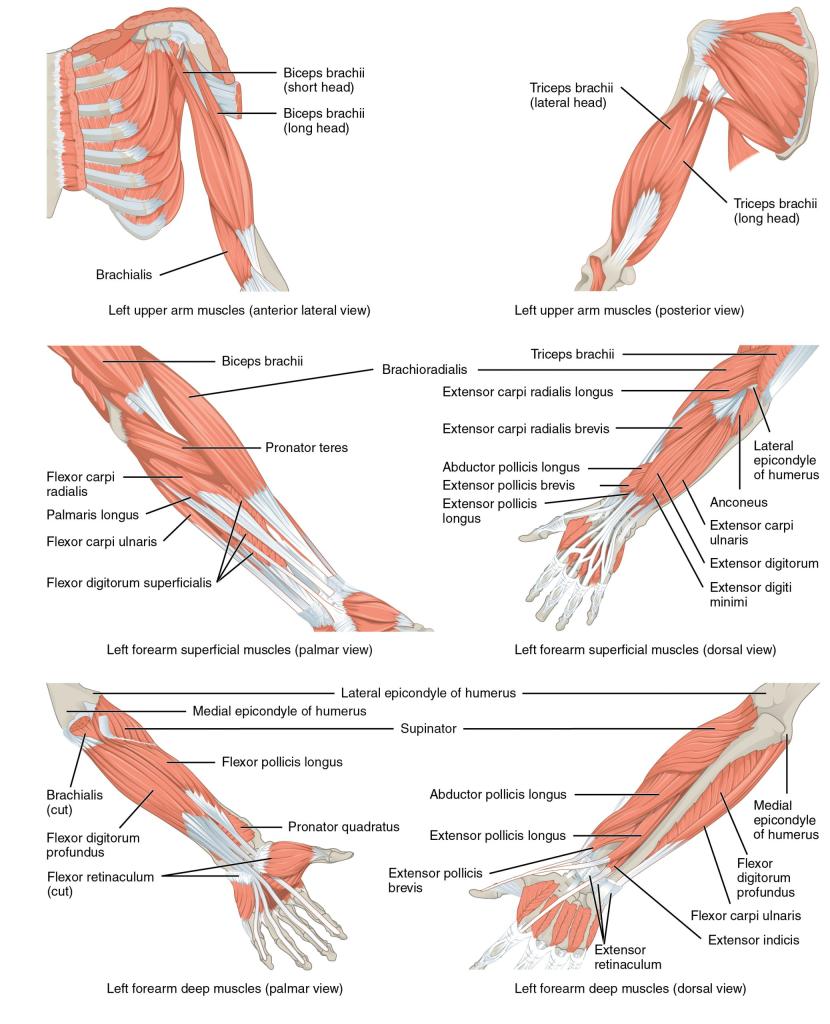 This multipart figure shows the different muscles that move the forearm. The major muscle groups are labeled.