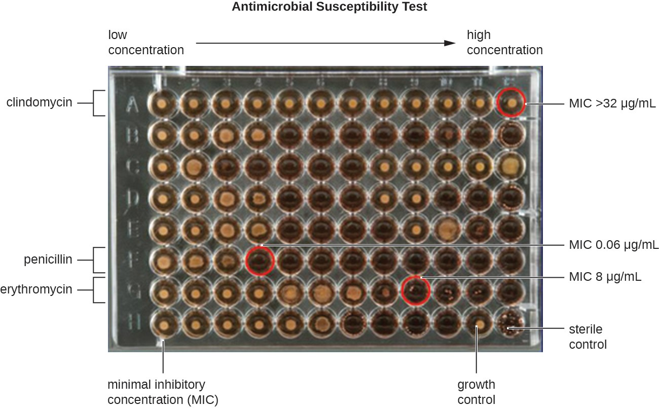 A microdilution tray can also be used to determine MICs of multiple antimicrobial drugs in a single assay. In this example, the drug concentrations increase from left to right and the rows with clindamycin, penicillin, and erythromycin have been indicated to the left of the plate. For penicillin and erythromycin, the lowest concentrations that inhibited visible growth are indicated by red circles and were 0.06 μg/mL for penicillin and 8 μg/ mL for erythromycin. For clindamycin, visible bacterial growth was observed at every concentration up to 32 μg/mL and the MIC is interpreted as >32 μg/mL.