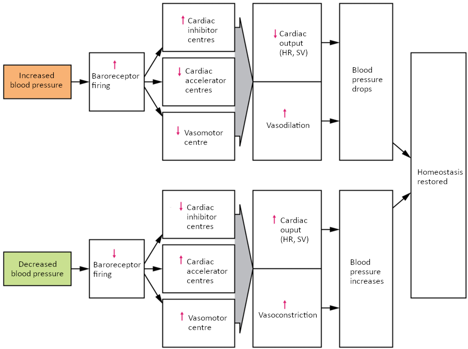 Flowchart on Baroreceptor reflexes for maintaining vascular homeostasis. Increased blood pressure results in increased rates of baroreceptor firing, whereas decreased blood pressure results in slower rates of fire, both initiating the homeostatic mechanism to restore blood pressure.
