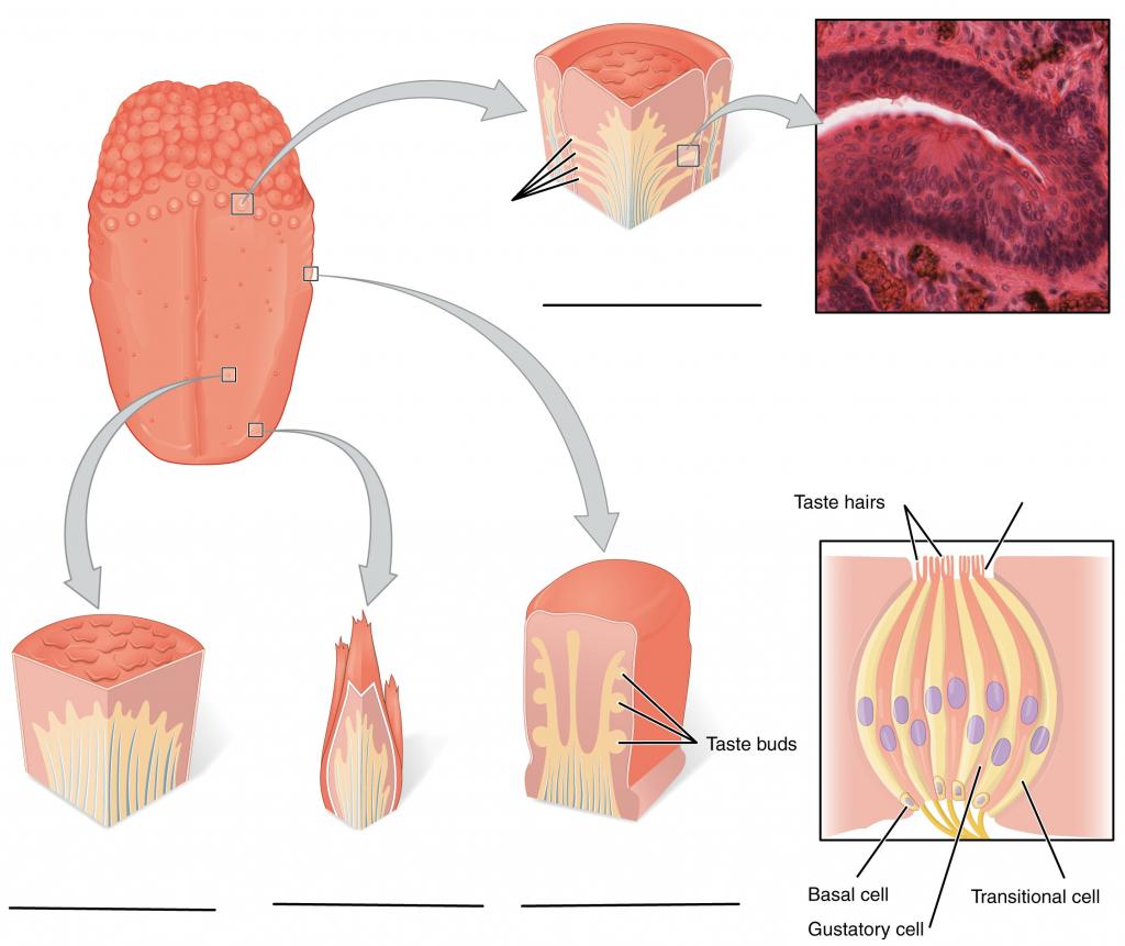 Predefined space to Label the types of papillae and parts of sensory cells and taste buds
