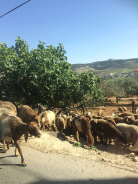 Animals beside a road