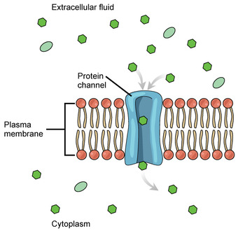 Channel Proteins in Facilitated Transport