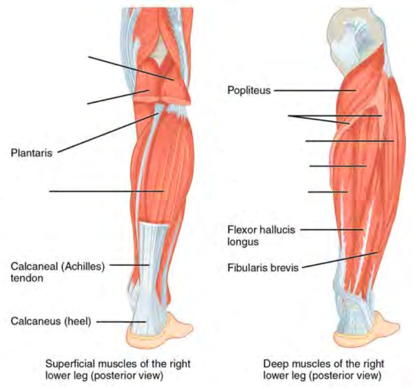 Predefined spaces to Label the lower leg muscles in anterior lateral view