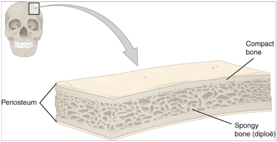Diagram of anatomy of flat bone