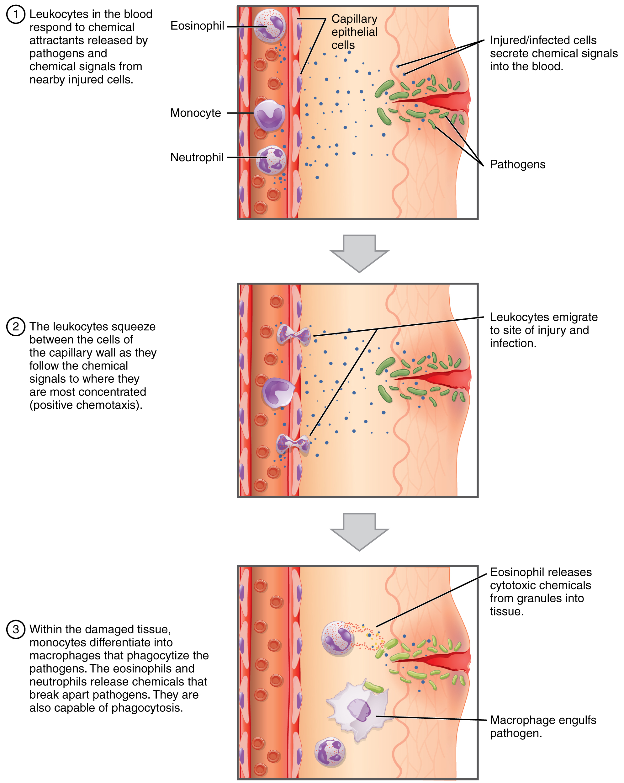 Leukocytes responding to chemical signals from injured cells. Image description available.