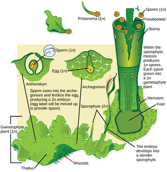 Life Cycle of Hornworts