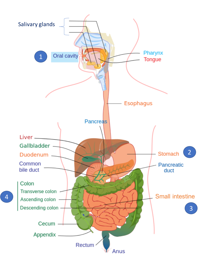 Illustration of the digestive system, with major sites of digestion numbered: oral cavity (1); stomach (2); small intestine (3); and large intestine or colon (4).
