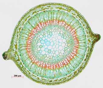 Parenchyma cells in plants