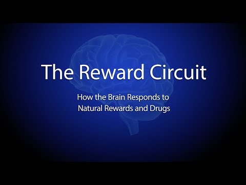 Thumbnail for the embedded element "The Reward Circuit: How the Brain Responds to Natural Rewards and Drugs"