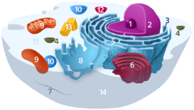 Figure 4.4 Nucleus of a human cell. Find DNA, nuclear envelope, nucleolus, and nuclear pores. The figure also shows how the outer layer of the nuclear envelope continues as rough endoplasmic reticulum, which will be discussed in the next learning objective. Art by OpenStax College – CC-BY (nucleus) and Kelvinsong; PublicDomain (cell)