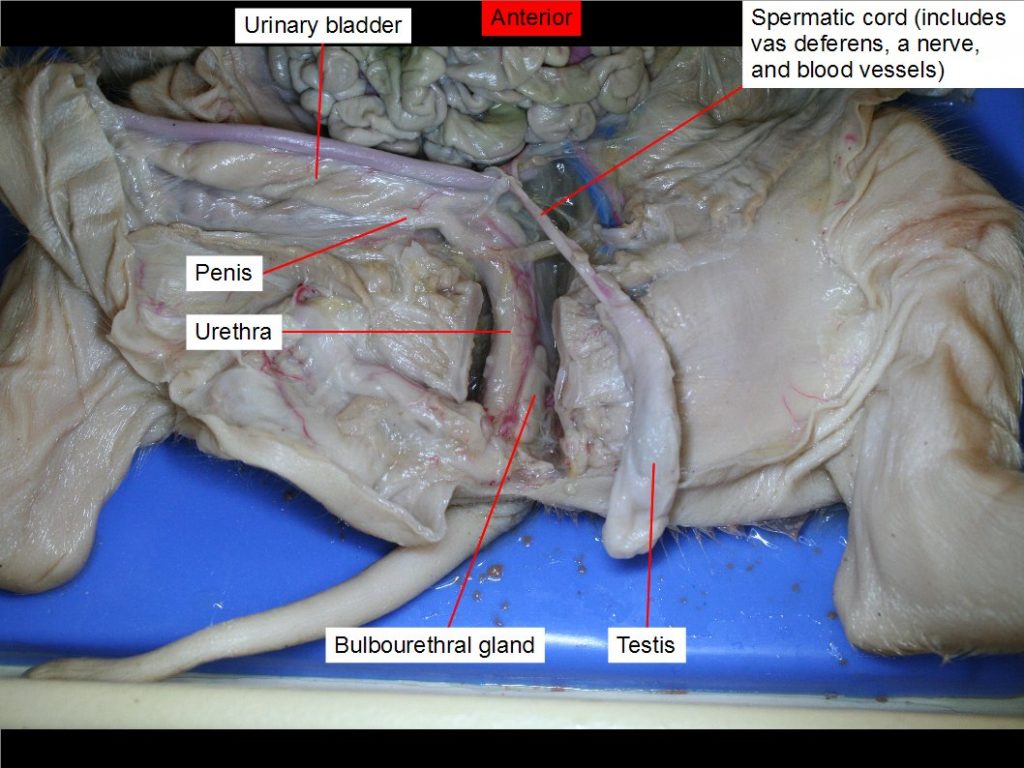 Bulbourethral gland, spermatic cord, testis, urethra, urinary bladder, vas deferens.