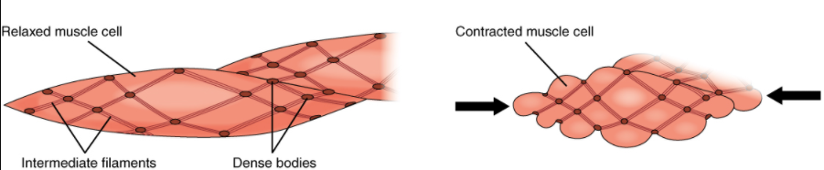 Diagram of muscle contractions
