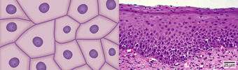 Squamous epithelia