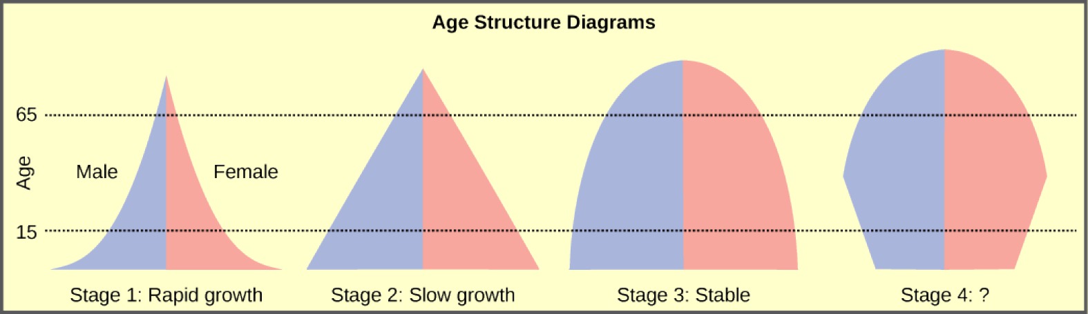  For the four different age structure diagrams shown, the base represents birth and the apex occurs around age 70. The age structure diagram for stage 1, rapid growth, is shaped like a deflated triangle that starts out wide at the base and rapidly decreases to a narrow apex, indicating that the number of individuals decreases rapidly with age. The age structure diagram for stage 2, slow growth, is triangular in shape, indicating that the number of individuals decreases steadily with age. The age structure diagram for stage 3, stable growth, is rounded at the top, indicating that the number of individuals per age group decreases gradually at first, then increases for the older portion of the population. The final age structure diagram, stage 4, widens from the base to middle age, then narrows to a rounded top. The population type indicated by this diagram is not given, as this is part of the art connection question.