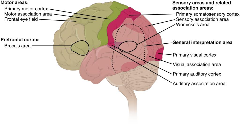 This figure shows the brain with the different regions colored differently. Text callouts from each region show the function of that particular region.