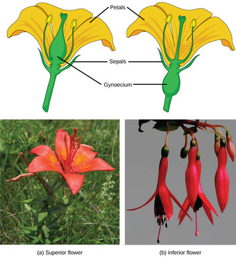 Superior and inferior flowers