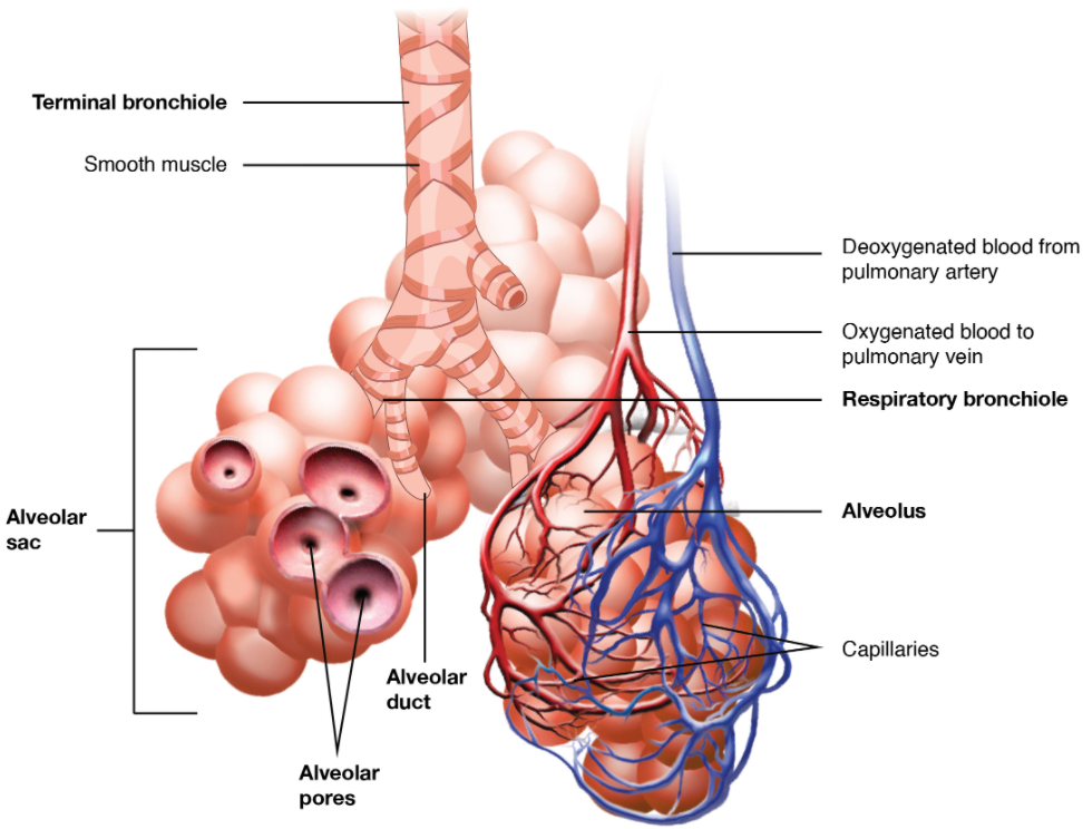 Diagram of Respiratory zone.