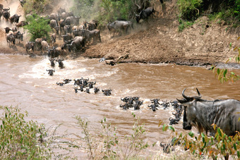 Migration