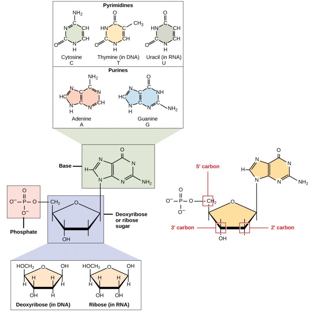 Nucleotide components