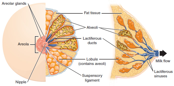Anatomy of the breast