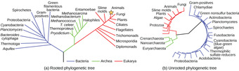 Phylogenetic trees