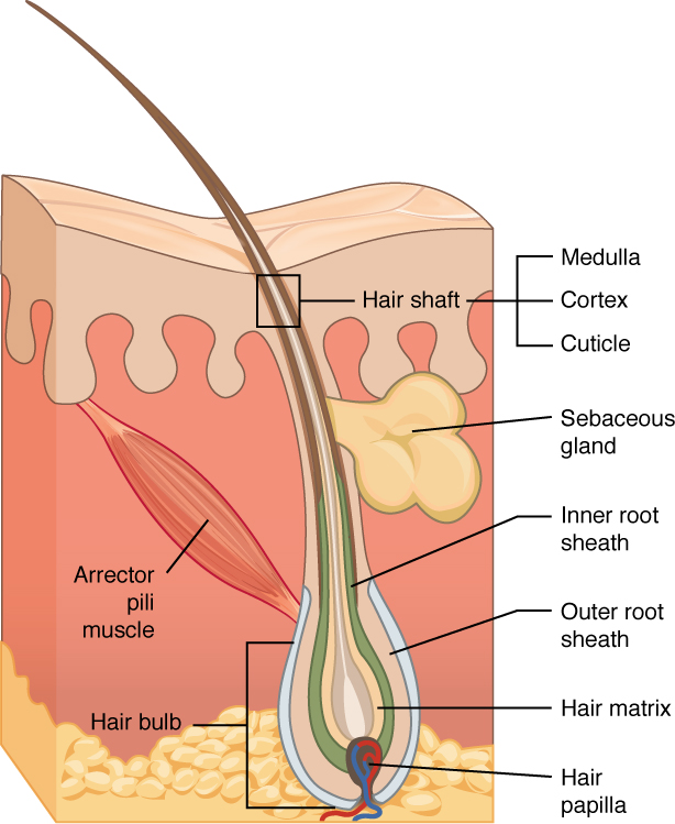 Hair in skin - drawing