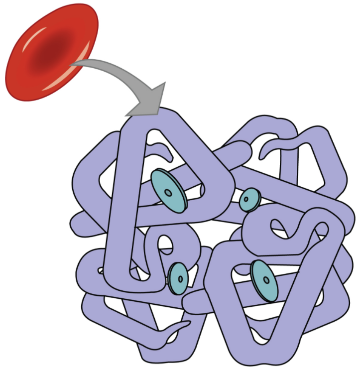 Erythrocyte and haemoglobin.