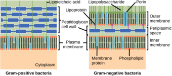 Gram-positive and gram-negative bacteria