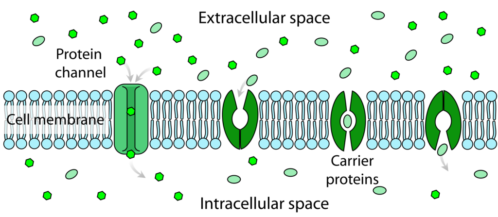 A cartoon illustration of the cell membrane and protein channels. Facilitated diffusion involves the use of a protein to facilitate the movement of molecules across the membrane. In some cases, molecules pass through channels within the protein,In other cases, the protein changes shape, allowing molecules to pass through.