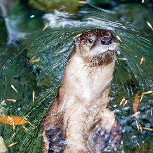 Otto in water