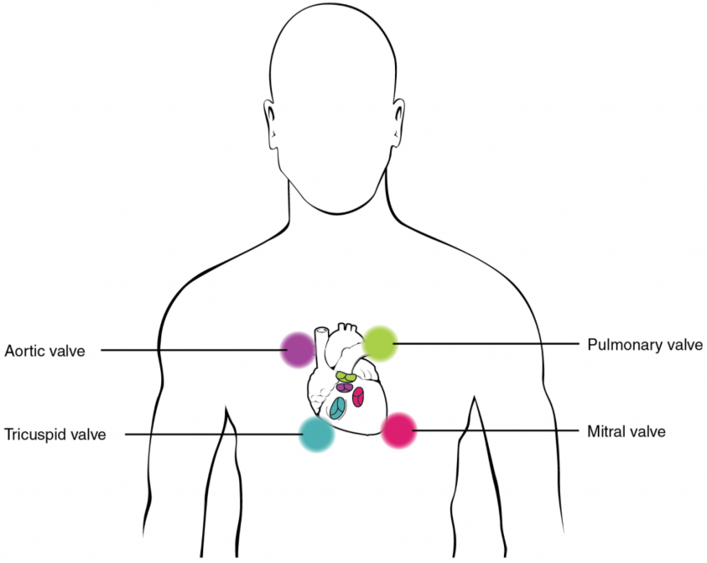 Image of human body highlightung heart valves