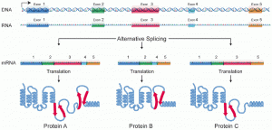 DNA molecule (double helix) with labeled parts of a gene: exon 1, exon 2, exon 3, exon 4, and exon 5 (with spaces in between each). RNA molecule (single strand) with same labels and spacing as DNA. Alternative splicing results in exons with no spacing between them. There are three possibilites, each resutling in a different protein. One mRNA contains exons 1, 2, 3, 4, 5 and results in Protein A; 2nd mRNA contains exons 1, 2, 4, 5 and results in Protein B. Third mRNA is composed of exons 1, 2, 3, 5 and results in Protein C. Proteins are created via translation and each one has a different shape.