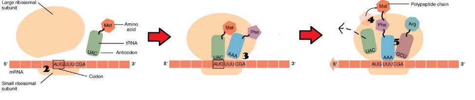 Figure 4.14 Translation from RNA to Protein. See the text above for an explanation and match the numbers in this figure with the numbering of the list above. Art derivative of OpenStax College – CC-BY