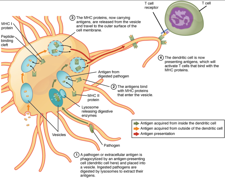 Diagram of how antigens process and present