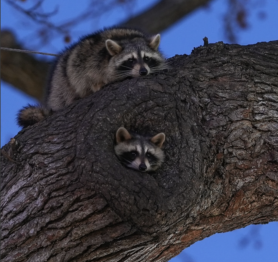 Two raccoons resting in a tree in Central Park shortly after dusk, illustrating the presence of adaptable urban wildlife in New York City parks. Photo credit: Chris St Lawrence