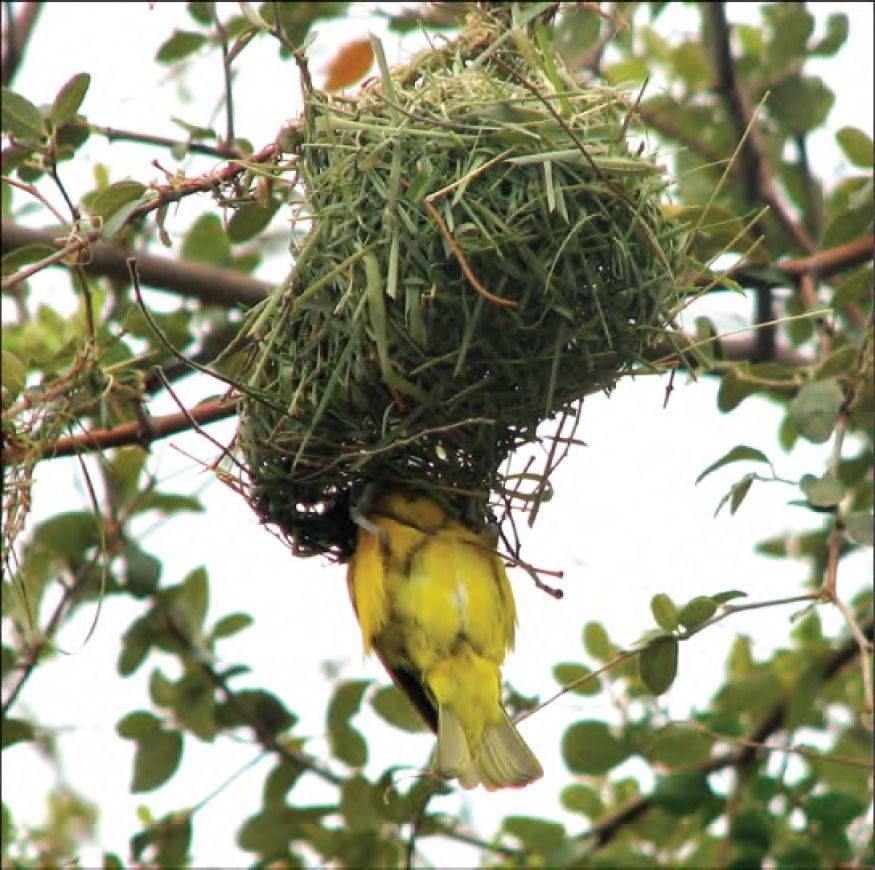  Photo shows a yellow bird building a nest in a tree.