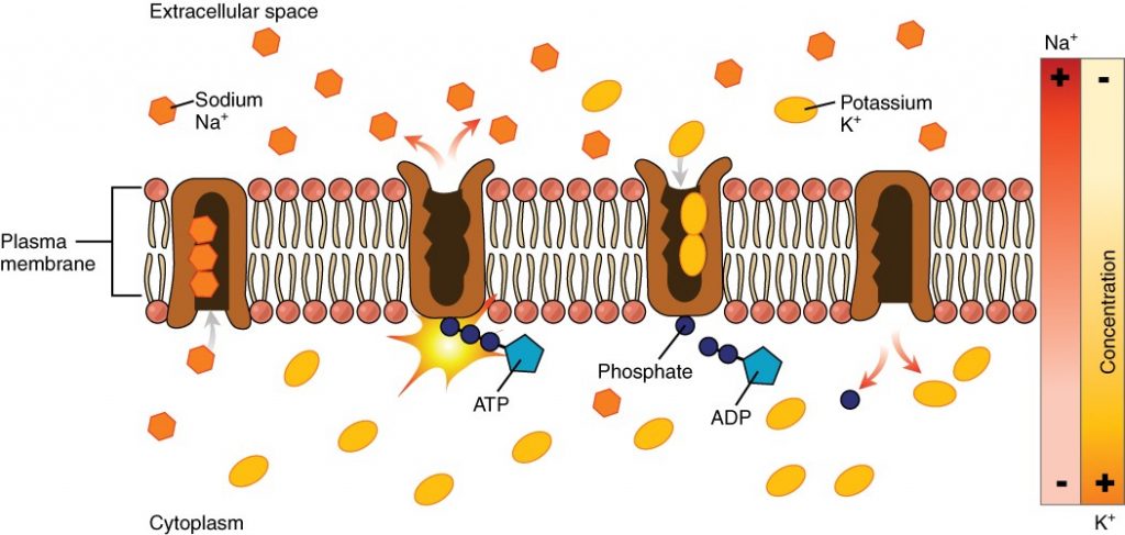 Sodium-potassium pump